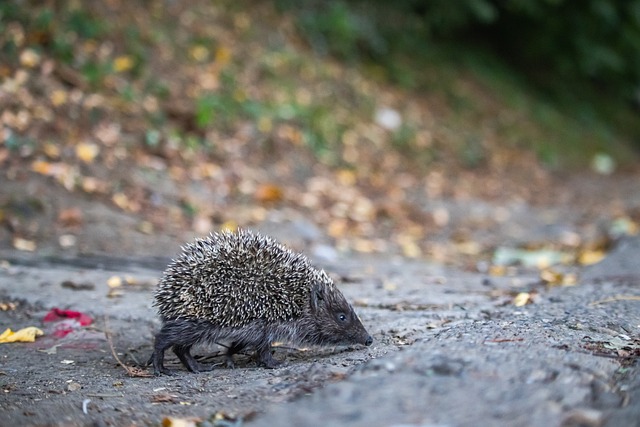 更是球队文 更是球队文